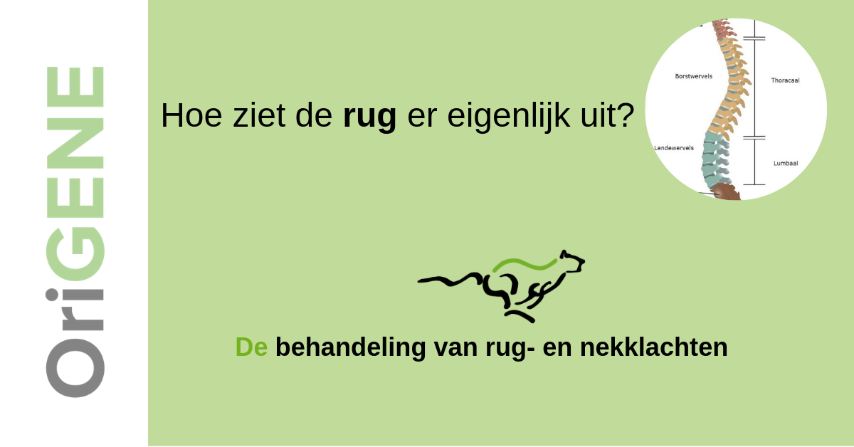 Hoe ziet de rug er eigenlijk uit?